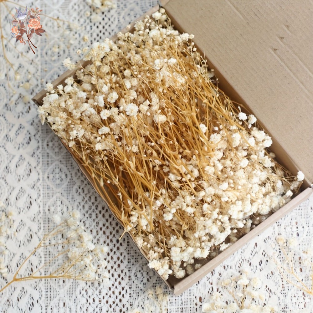 Craft Embellishment - 100 قطعة من زهور الجيبسوفيلا المجففة